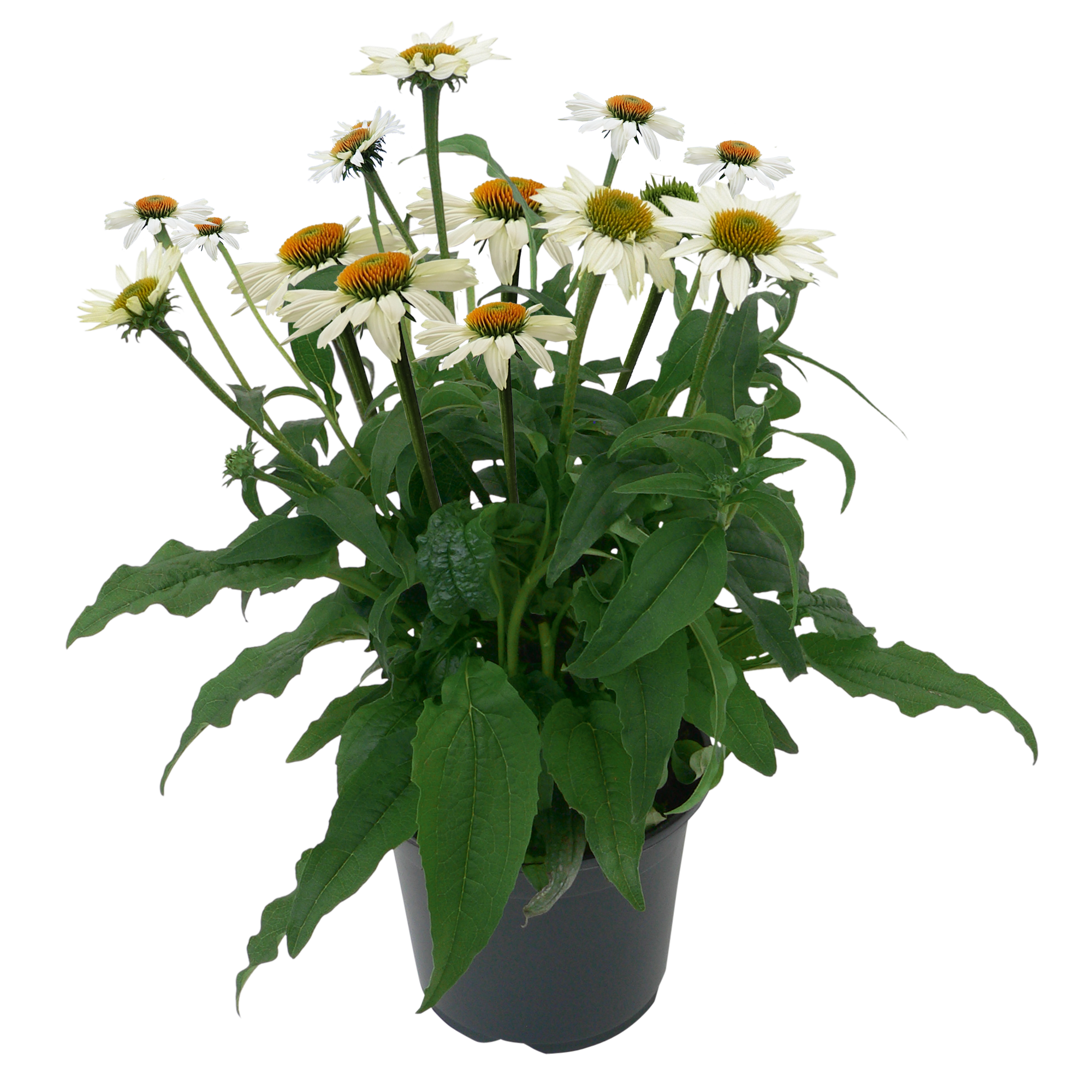 
                        Echinacea
             
                        purpurea
             
                        PollyNation™
             
                        White
            