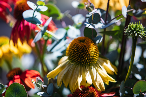 Echinacea
purpurea
PollyNation™
