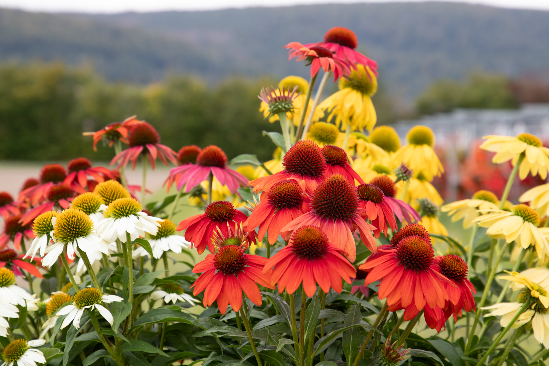 
                        Echinacea
             
                        purpurea
             
                        PollyNation™
             
                        Mix
            