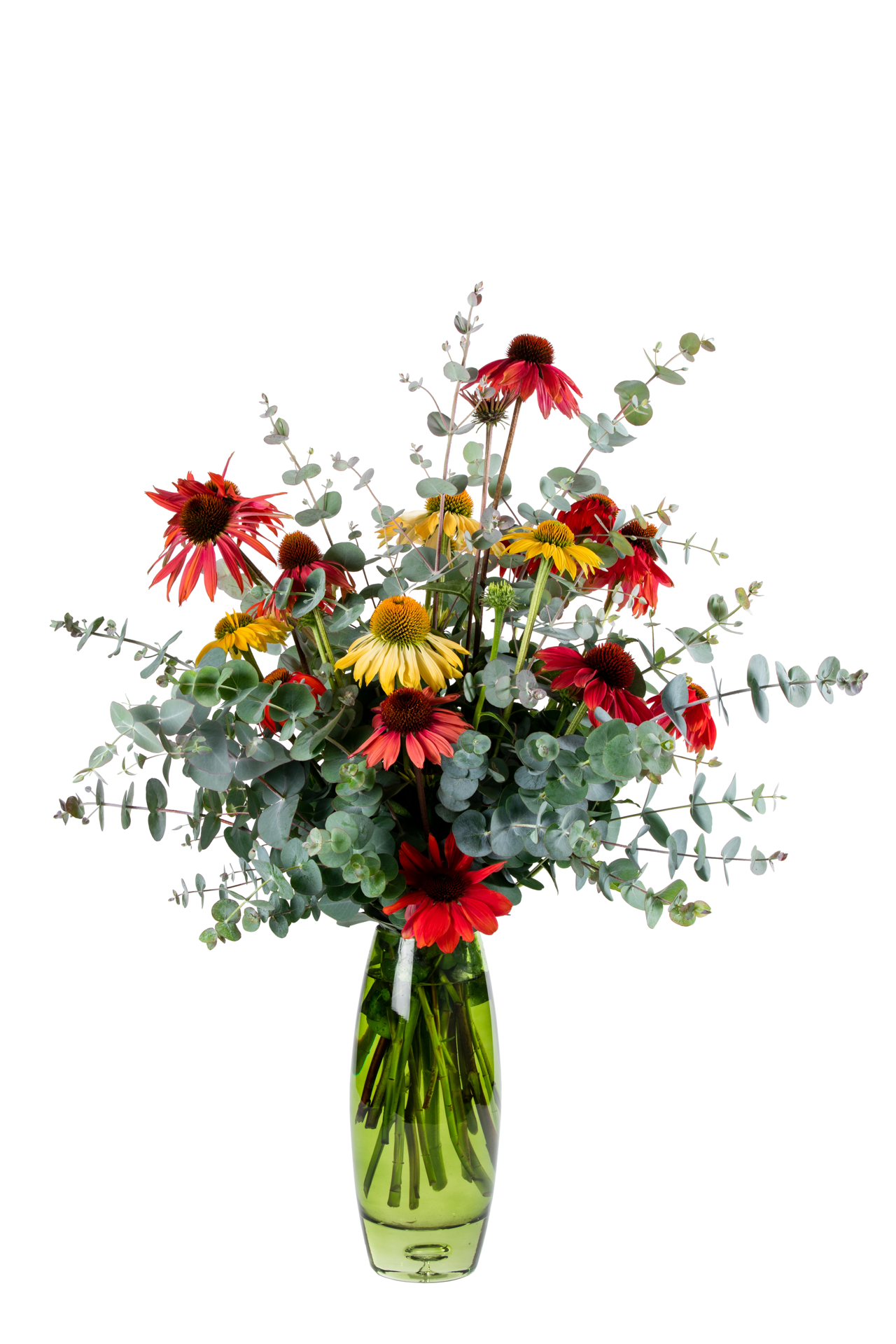 Echinacea purpurea PollyNation™ 