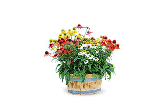 Echinacea purpurea PollyNation™ 