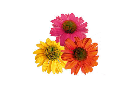 
                        Echinacea
             
                        purpurea
             
                        PollyNation™
             
                        Golden Summer Mix
            
