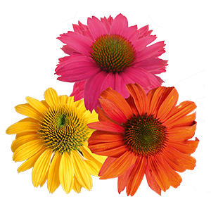 
                        Echinacea
             
                        purpurea
             
                        PollyNation™
             
                        Golden Summer Mix
            