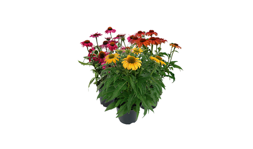 
                        Echinacea
             
                        purpurea
             
                        PollyNation™
             
                        Mix
            