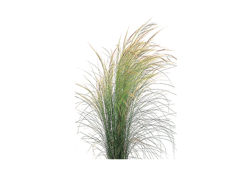 Nassella
tenuissima
Pony Tails