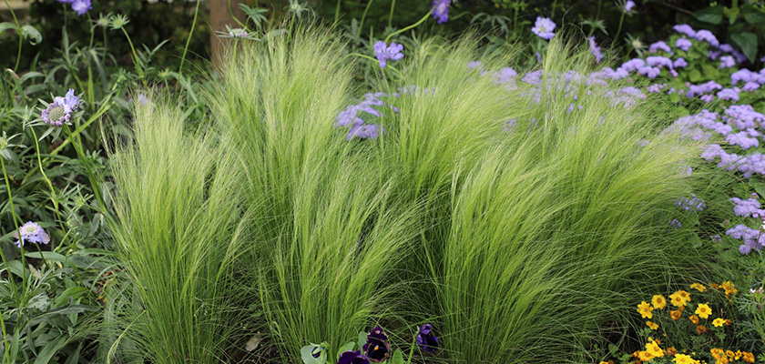 
                        Nassella
             
                        tenuissima
             
                        Pony Tails
            