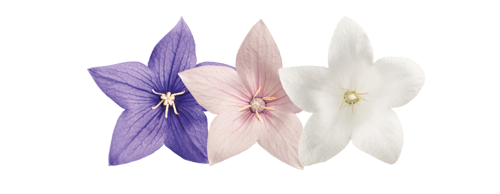 
                        Platycodon
             
                        grandiflorus F₁
             
                        Pop Star™
            