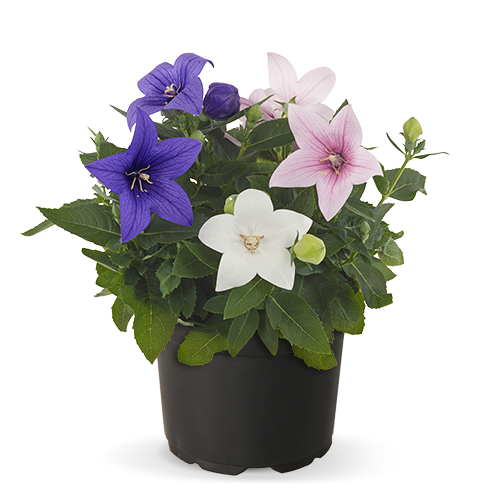 Platycodon grandiflorus F₁ Pop Star