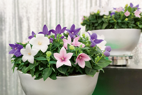 Platycodon
grandiflorus F₁
Pop Star™