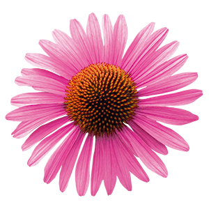 
                        Echinacea
             
                        purpurea
             
                        Primadonna®
             
                        Deep Rose
            