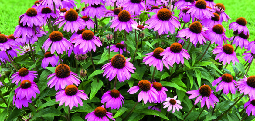 
                        Echinacea
             
                        purpurea
             
                        Primadonna®
             
                        Deep Rose
            