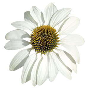 
                        Echinacea
             
                        purpurea
             
                        Primadonna®
             
                        White
            