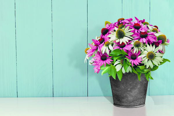 Echinacea
purpurea
Primadonna®