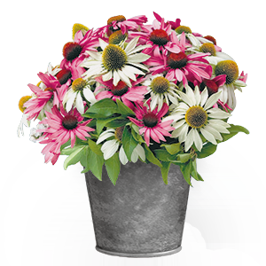Echinacea purpurea Primadonna® 