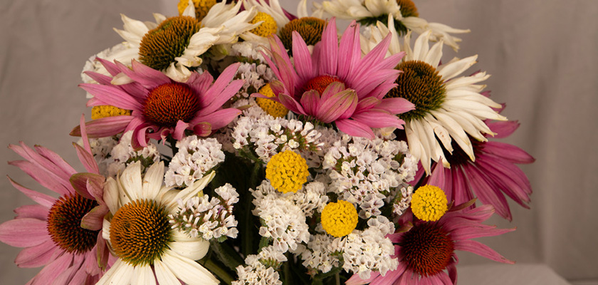 
                        Echinacea
             
                        purpurea
             
                        Primadonna®
            