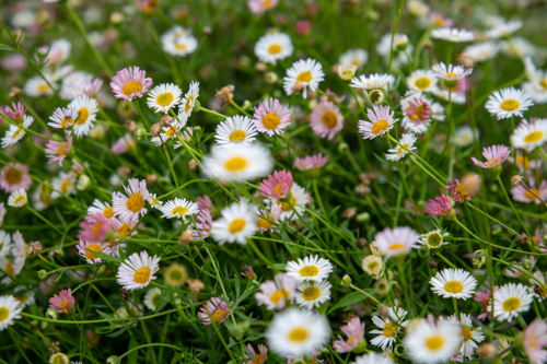 
                        Erigeron
             
                        karvinskianus
             
                        Profusion
            