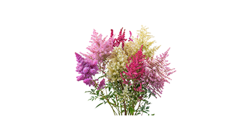 Astilbe
arendsii
Rhapsody