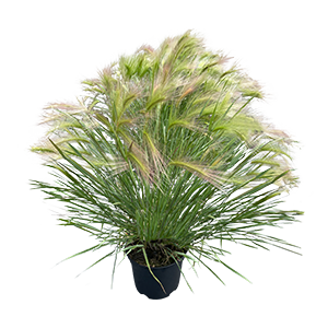 
                        Hordeum
             
                        jubatum
             
                        Ricky
            