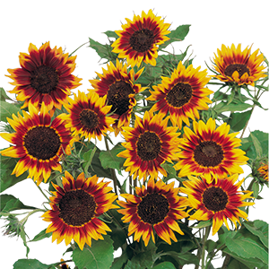
                        Helianthus
             
                        annuus
             
                        Ring of Fire
            