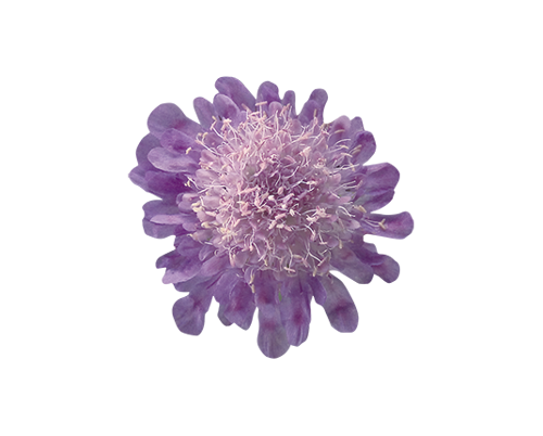 Scabiosa
japonica var. Alpina
Ritz
Blue