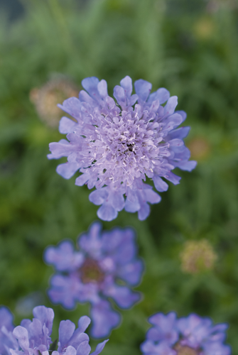 Scabiosa
japonica var. Alpina
Ritz
Blue