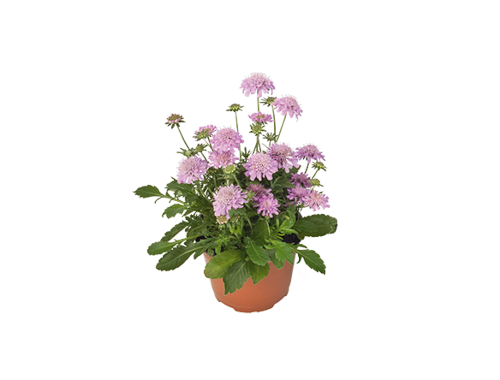 Scabiosa
japonica var. Alpina
Ritz
Rose