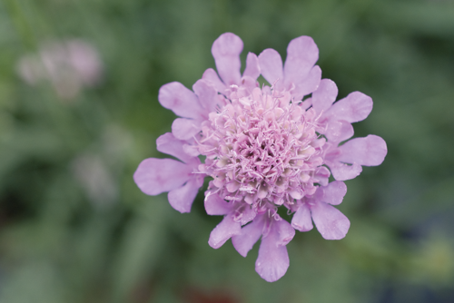 Scabiosa
japonica var. Alpina
Ritz
Rose