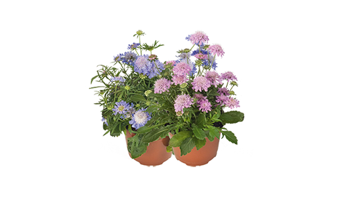 Scabiosa
japonica var. Alpina
Ritz