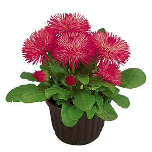 
                        Bellis
             
                        perennis
             
                        Roggli
             
                        Rose
            