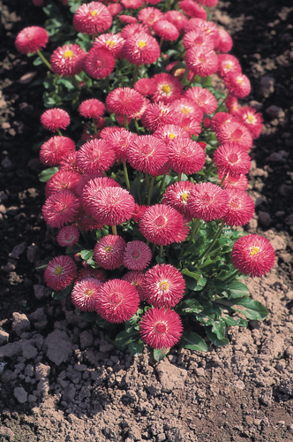 
                        Bellis
             
                        perennis
             
                        Roggli
             
                        Rose
            