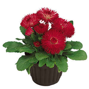 
                        Bellis
             
                        perennis
             
                        Roggli
             
                        Red
            