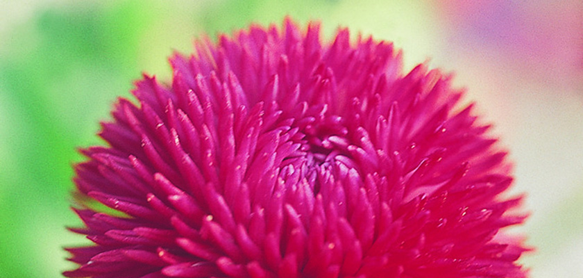
                        Bellis
             
                        perennis
             
                        Roggli
             
                        Red
            