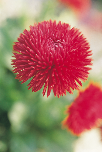 
                        Bellis
             
                        perennis
             
                        Roggli
             
                        Red
            