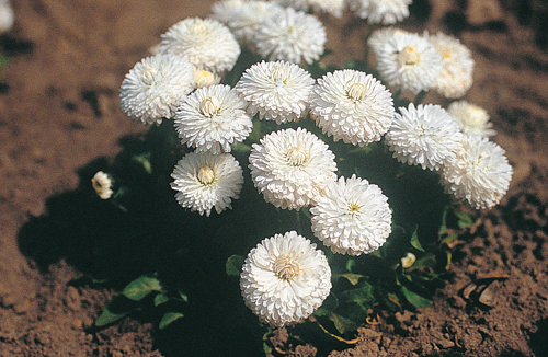 
                        Bellis
             
                        perennis
             
                        Roggli
             
                        White
            