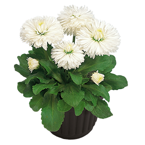 
                        Bellis
             
                        perennis
             
                        Roggli
             
                        White
            
