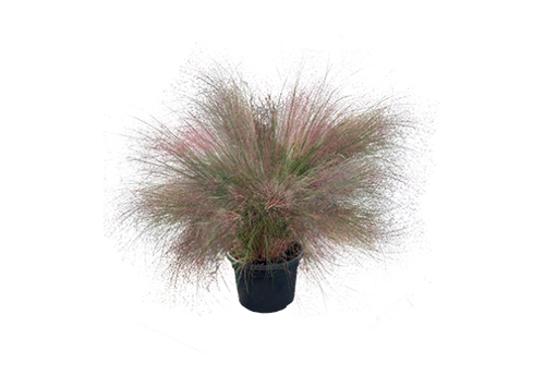 
                        Muhlenbergia
             
                        reverchonii
             
                        Rosy
            