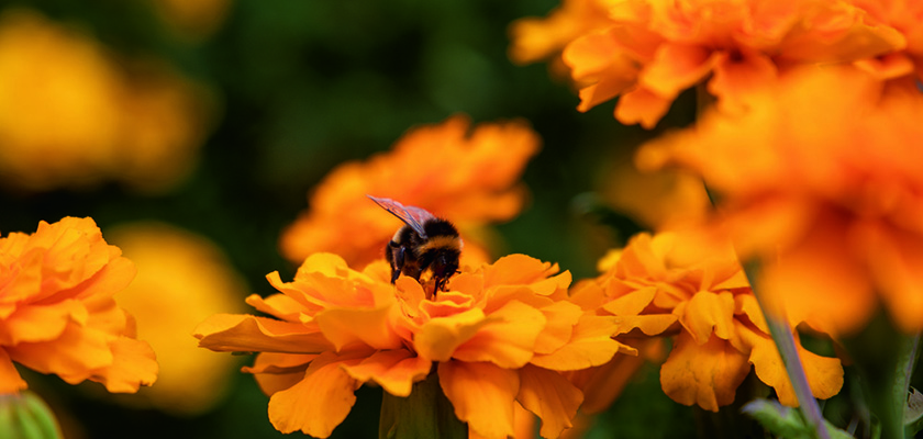 
                        Tagetes
             
                        patula
             
                        Safari
             
                        Orange
            