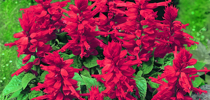 
                        Salvia
             
                        splendens
             
                        Salvano
            