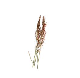 Melinis
nerviglumis
Savannah