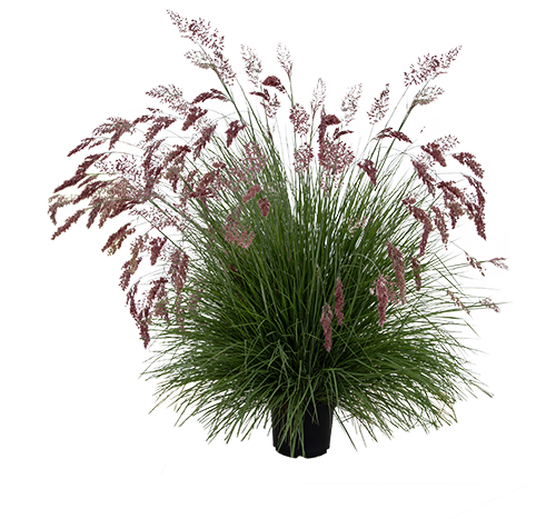 Melinis nerviglumis Savannah 