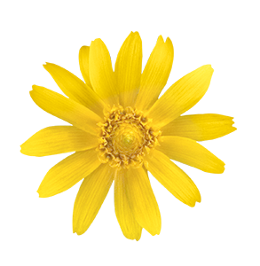 Melampodium paludosum Showstar® 