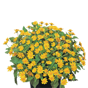 Melampodium
             
                        paludosum
             
                        Showstar®