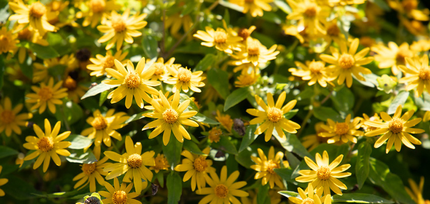 
                        Melampodium
             
                        paludosum
             
                        Showstar®
            