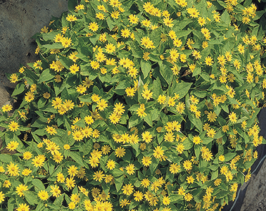 Melampodium
             
                        paludosum
             
                        Showstar®