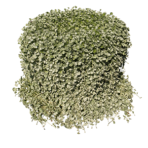 
                        Dichondra
             
                        argentea
             
                        Silver Surfer™
            