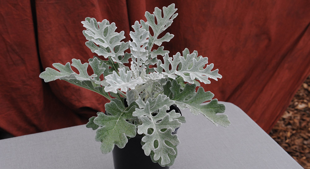 fossil plant Carboniferous Fossil Plant 4.81