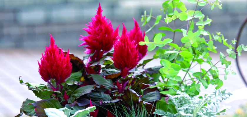 
                        Celosia
             
                        plumosa
             
                        Smart Look
            