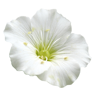 
                        Arenaria
             
                        montana
             
                        Snowbank
            