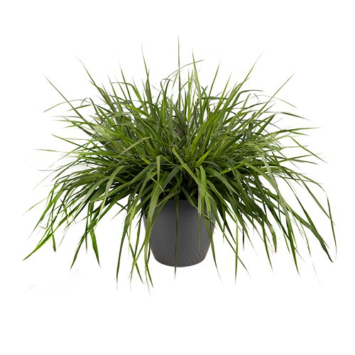 Eragrostis spectabilis Snuggy 