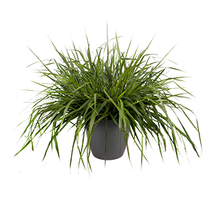 
                        Eragrostis
             
                        spectabilis
             
                        Snuggy
            